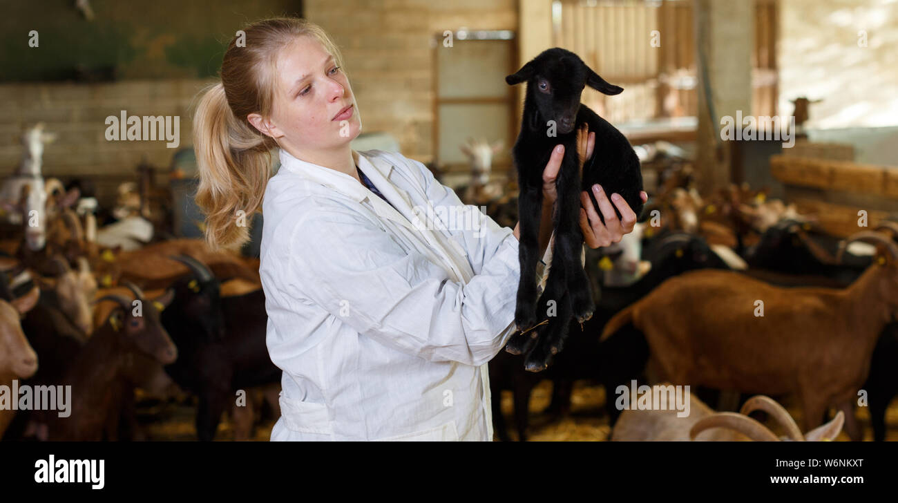 Portrait of qualified woman veterinarian working on goats farm, looking
