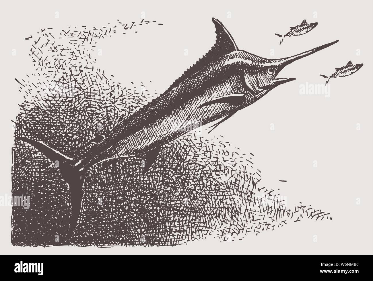 Threatened atlantic blue marlin (makaira nigricans) in side view. Illustration after a historic engraving from the early 20th century Stock Vector