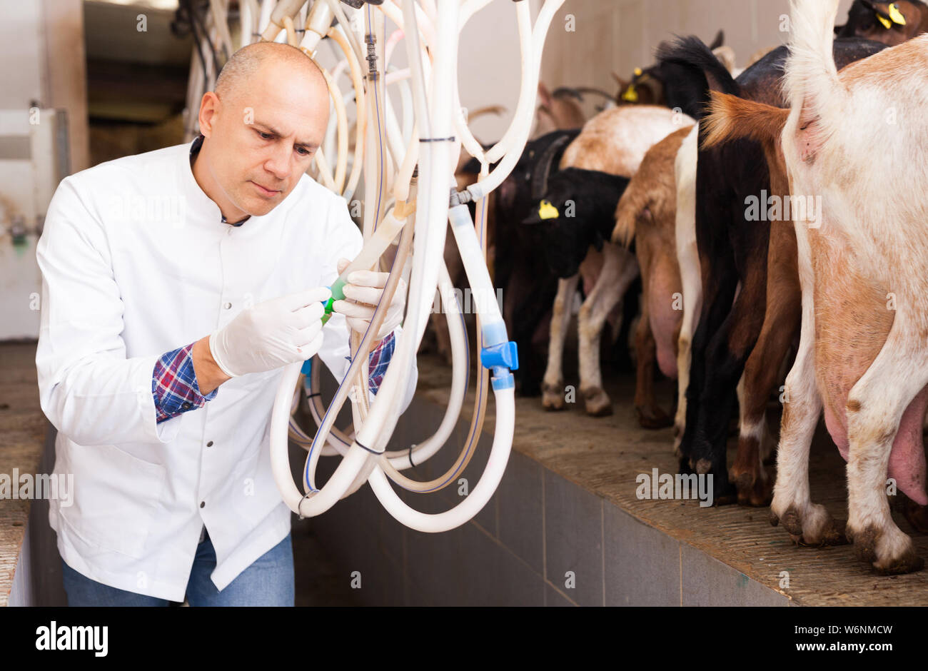 Preparing cattle feed hi-res stock photography and images - Alamy