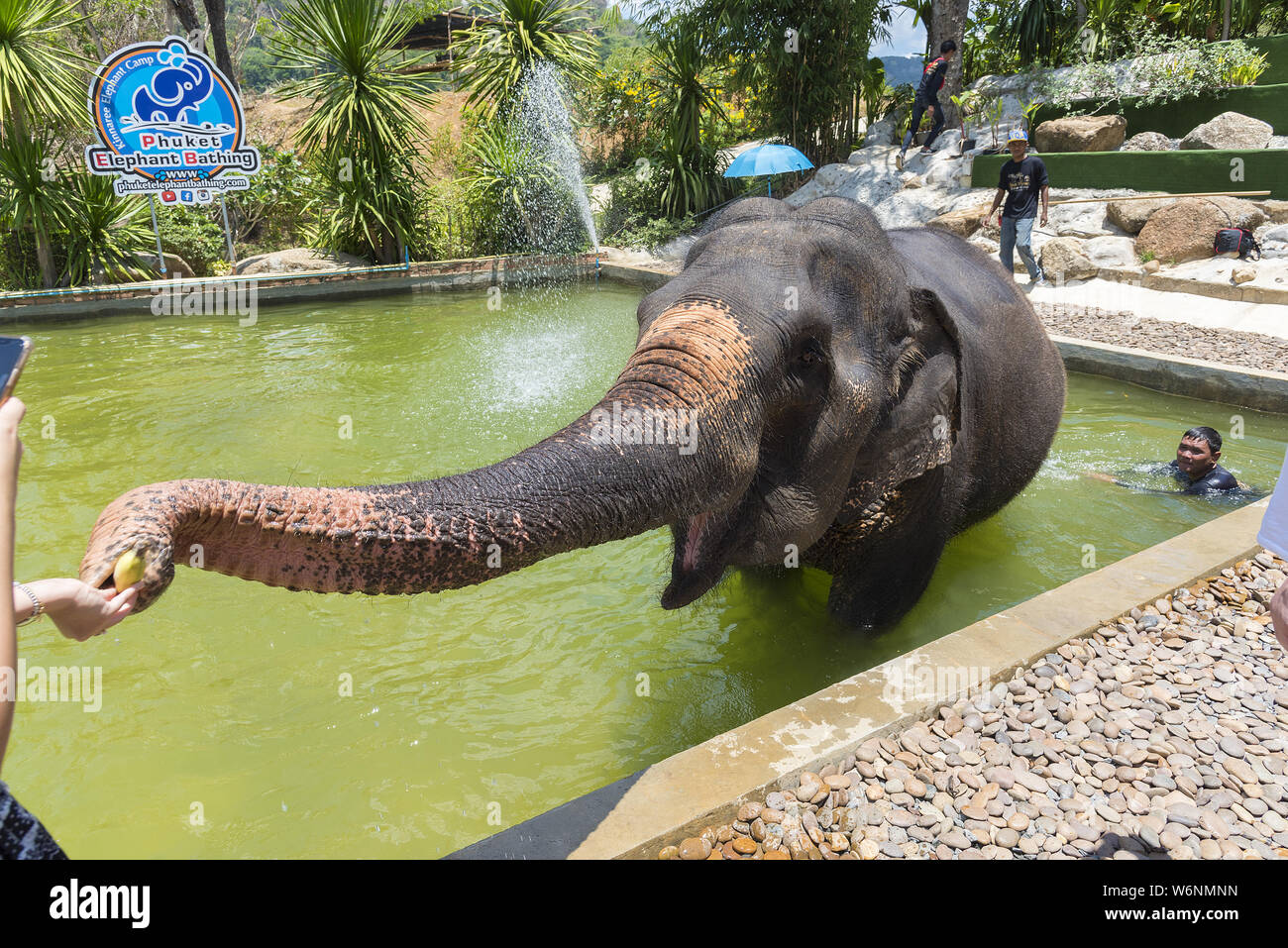 Phuket, Thailand - 04/19/2019 - Elephant bathing camp in Phuket with captive elephant in bathing pool being fed by tourists. Stock Photo