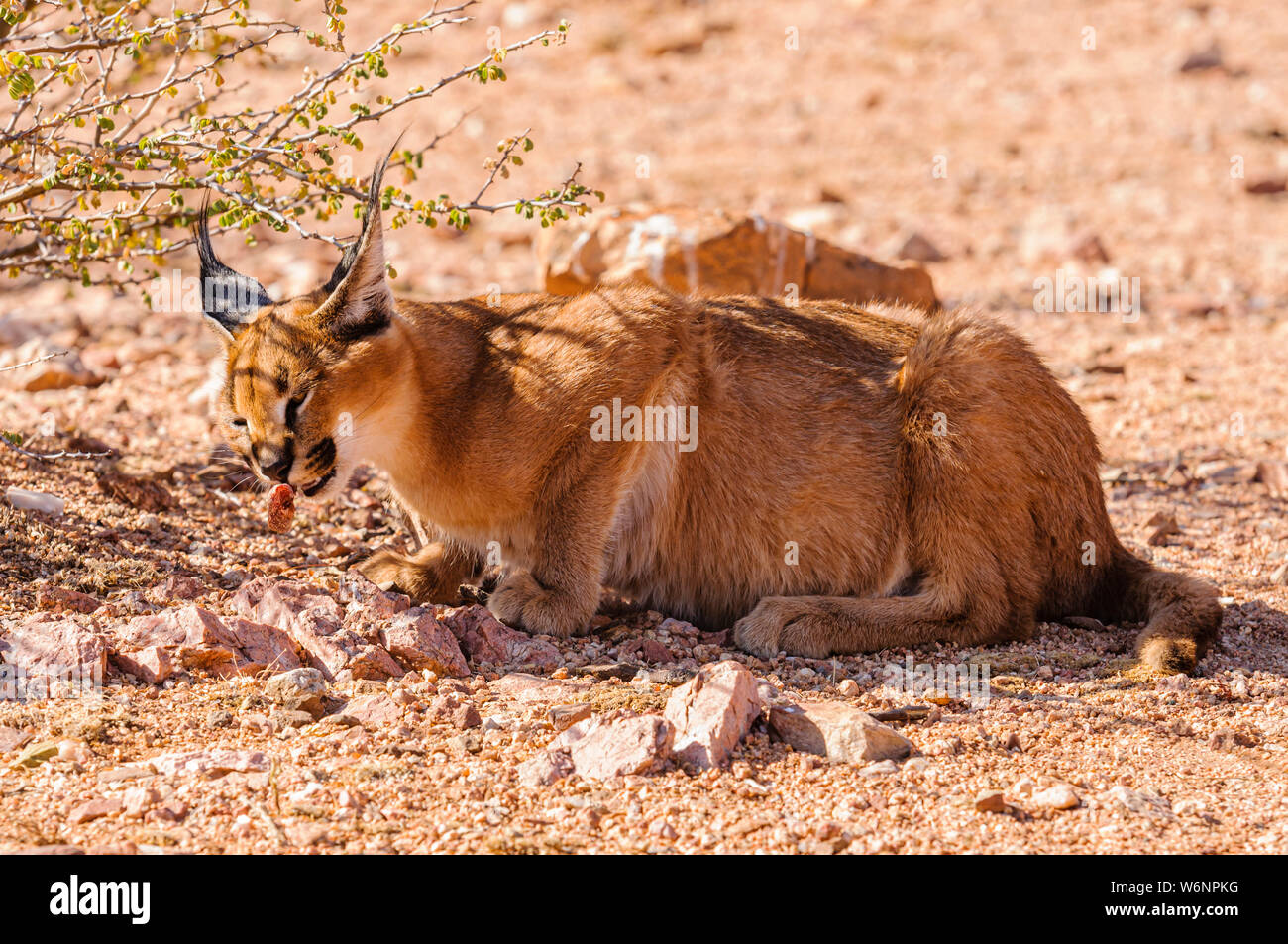 Caracal (Caracal caracal) eating a small mammal, Namibia Stock Photo