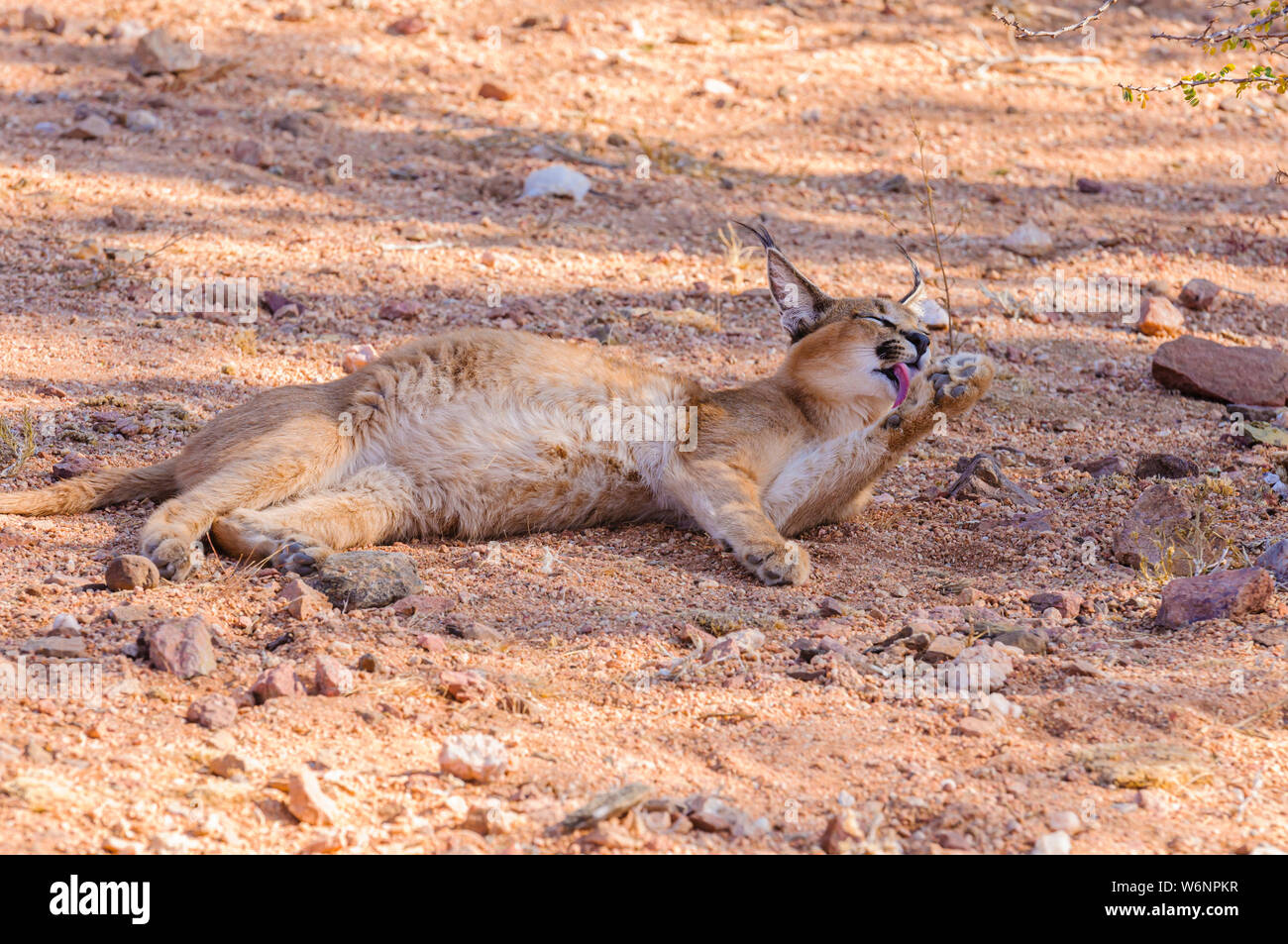 Caracal (Caracal caracal) washes its paws, Namibia Stock Photo