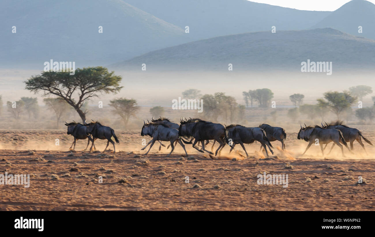 A herd of blue wildebeest (Connochaetes taurinus) running, and kicking up dust during sunrise, Namib Desert, Namibia Stock Photo