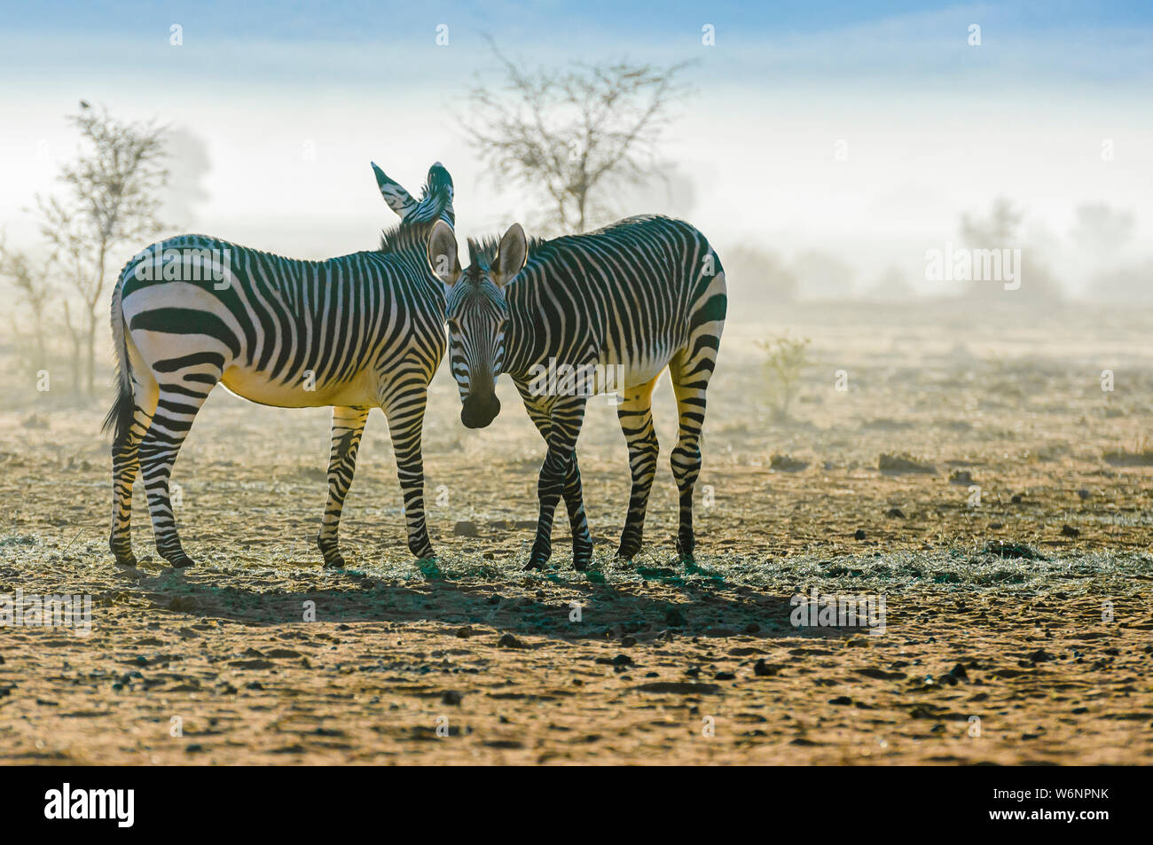 Kalahari desert food hi-res stock photography and images - Alamy