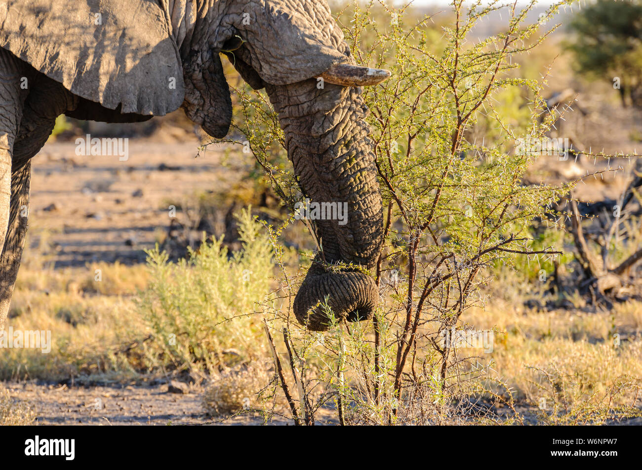 A young male elephant uses his trunk to strip a few leaves off a thorny bush to eat.  Etosha National Park, Namibia Stock Photo