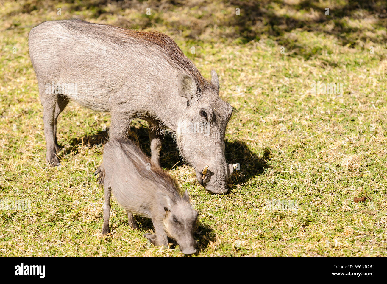 Warthog Piglet High Resolution Stock Photography and Images - Alamy