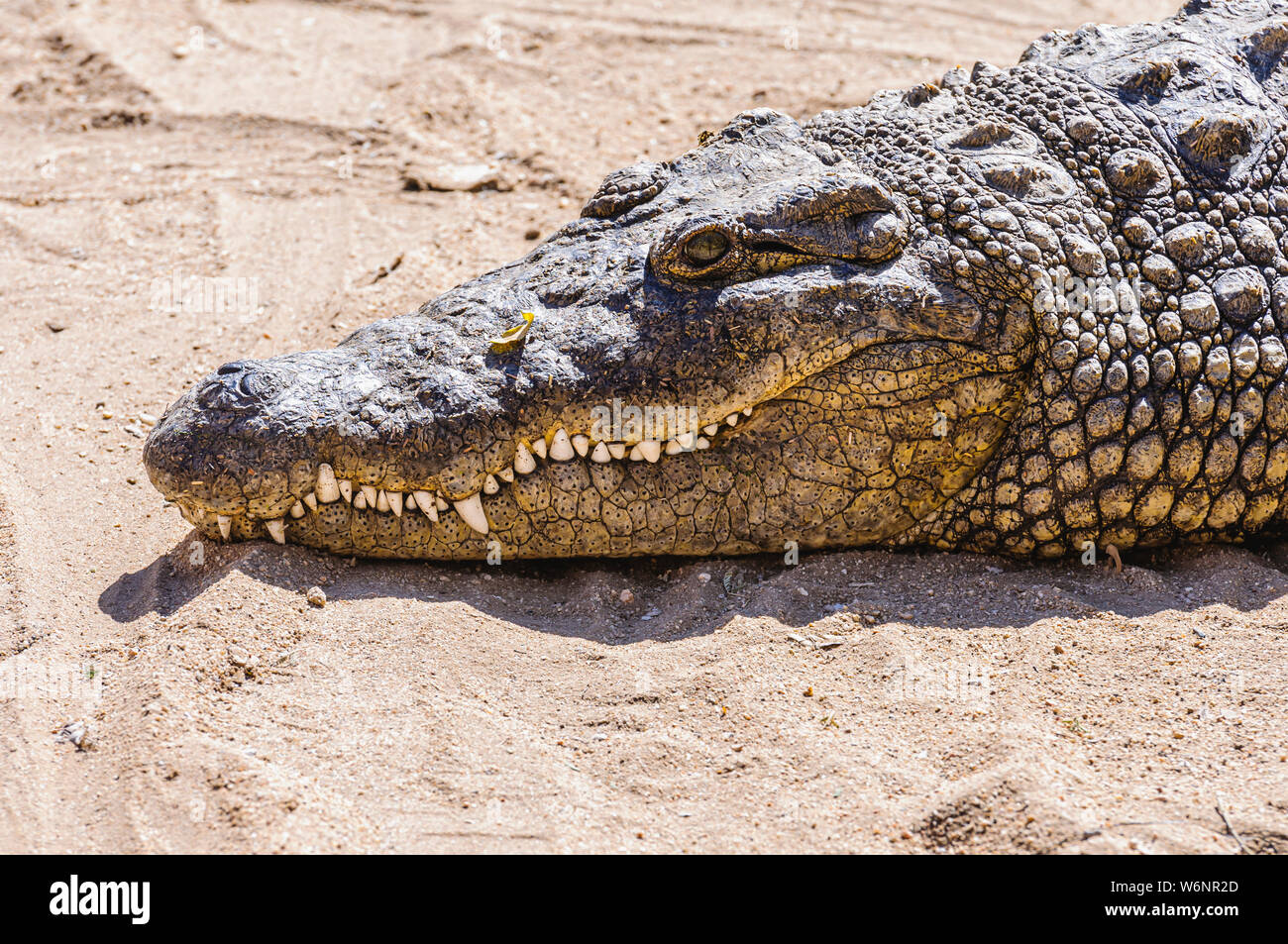 Teeth and head of a Nile Crocodile (Crocodylus niloticus), Namibia Stock Photo