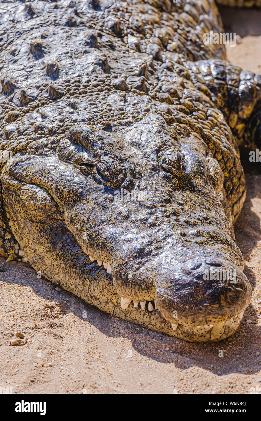 Head and teeth of a 1 tonne male Nile Crocodile (Crocodylus niloticus), Namibia Stock Photo