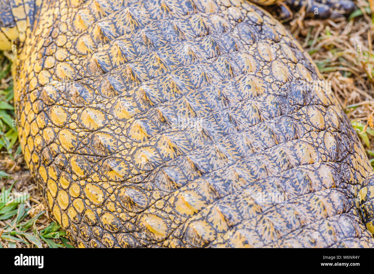 Osteoderms on the armoured skin on the back of a Nile Crocodile (Crocodylus niloticus) Stock Photo