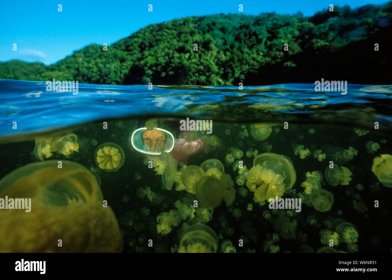 Micronesia Palau Jellyfish Lake - golden jellyfish Stock Photo