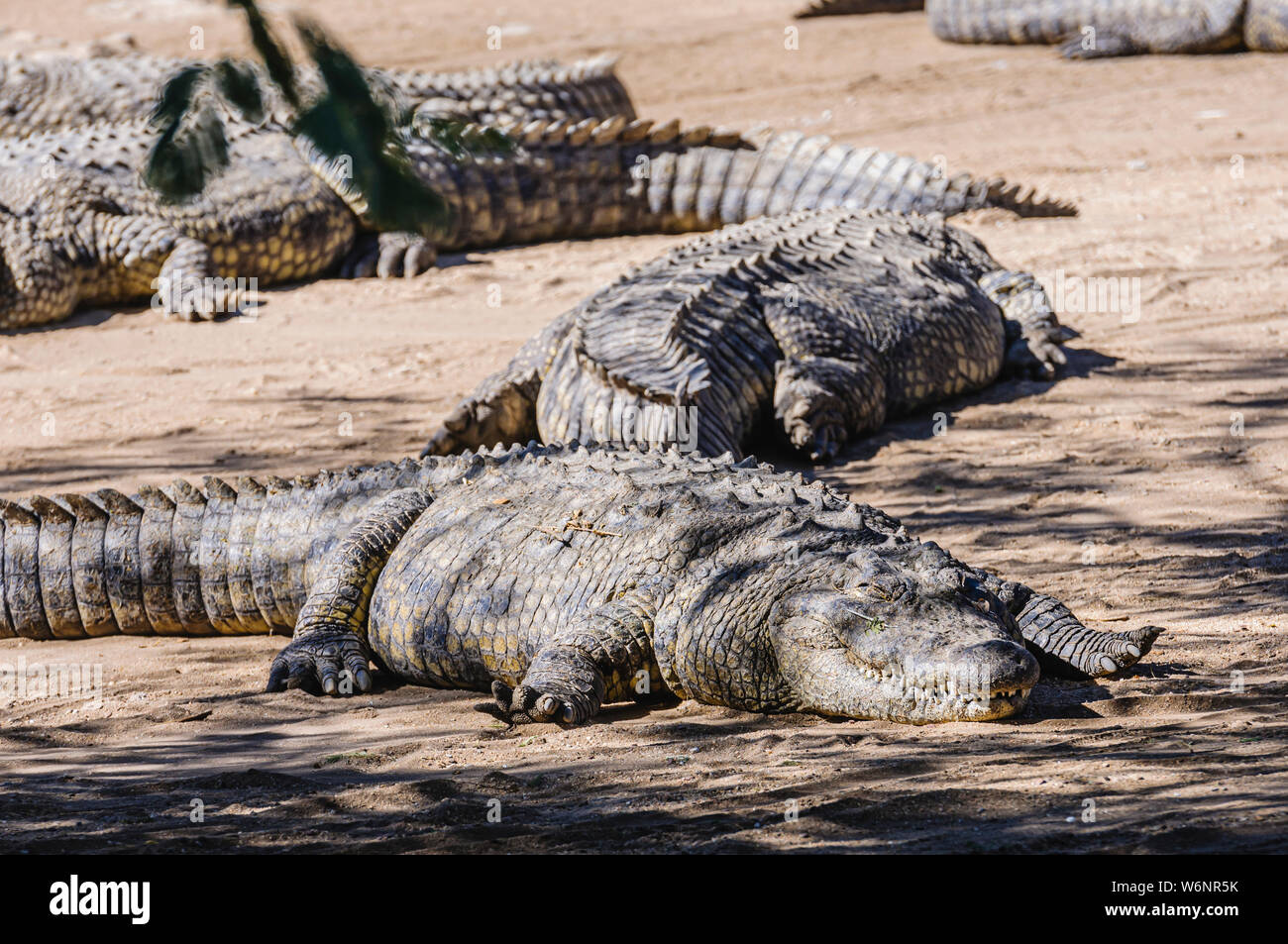 Many Nile Crocodiles (Crocodylus niloticus) sunning themselves on the sandy bank of a river. Stock Photo