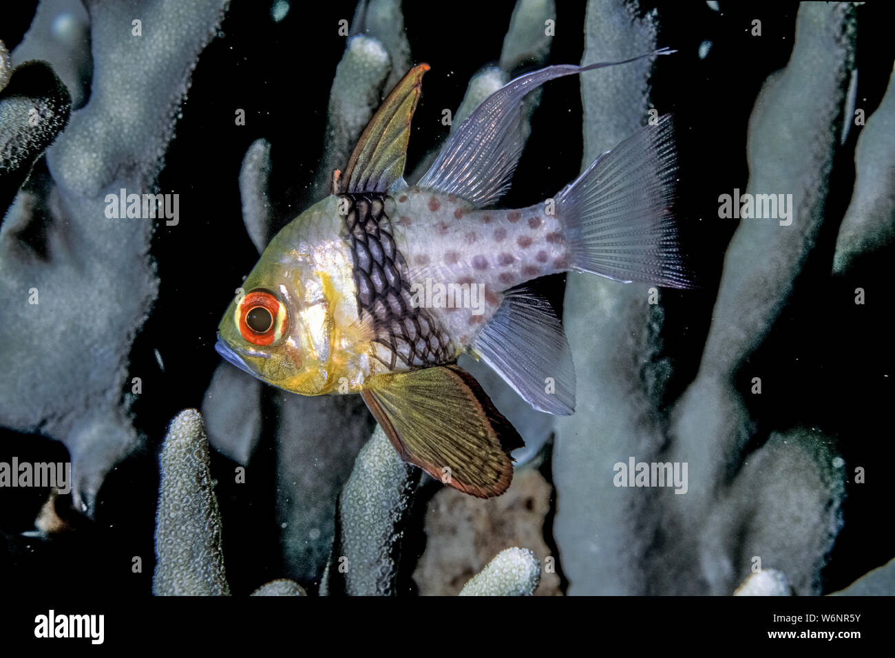 Micronesia Yap Island orbiculate cardinalfish (Apogon orbicularis) Stock Photo