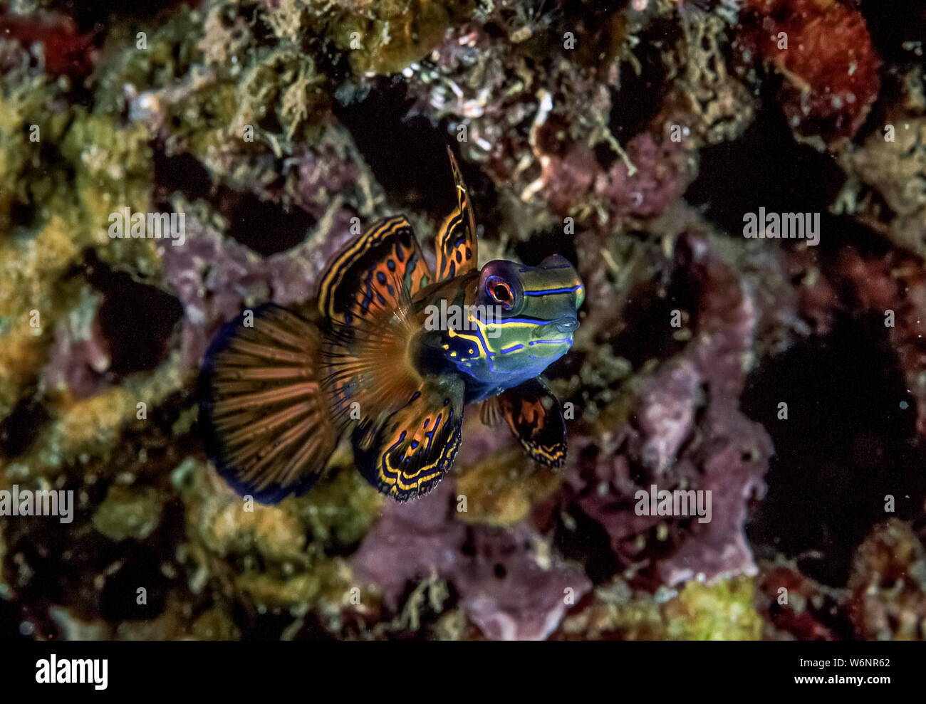 Micronesia Yap Island Mandarin fish Stock Photo