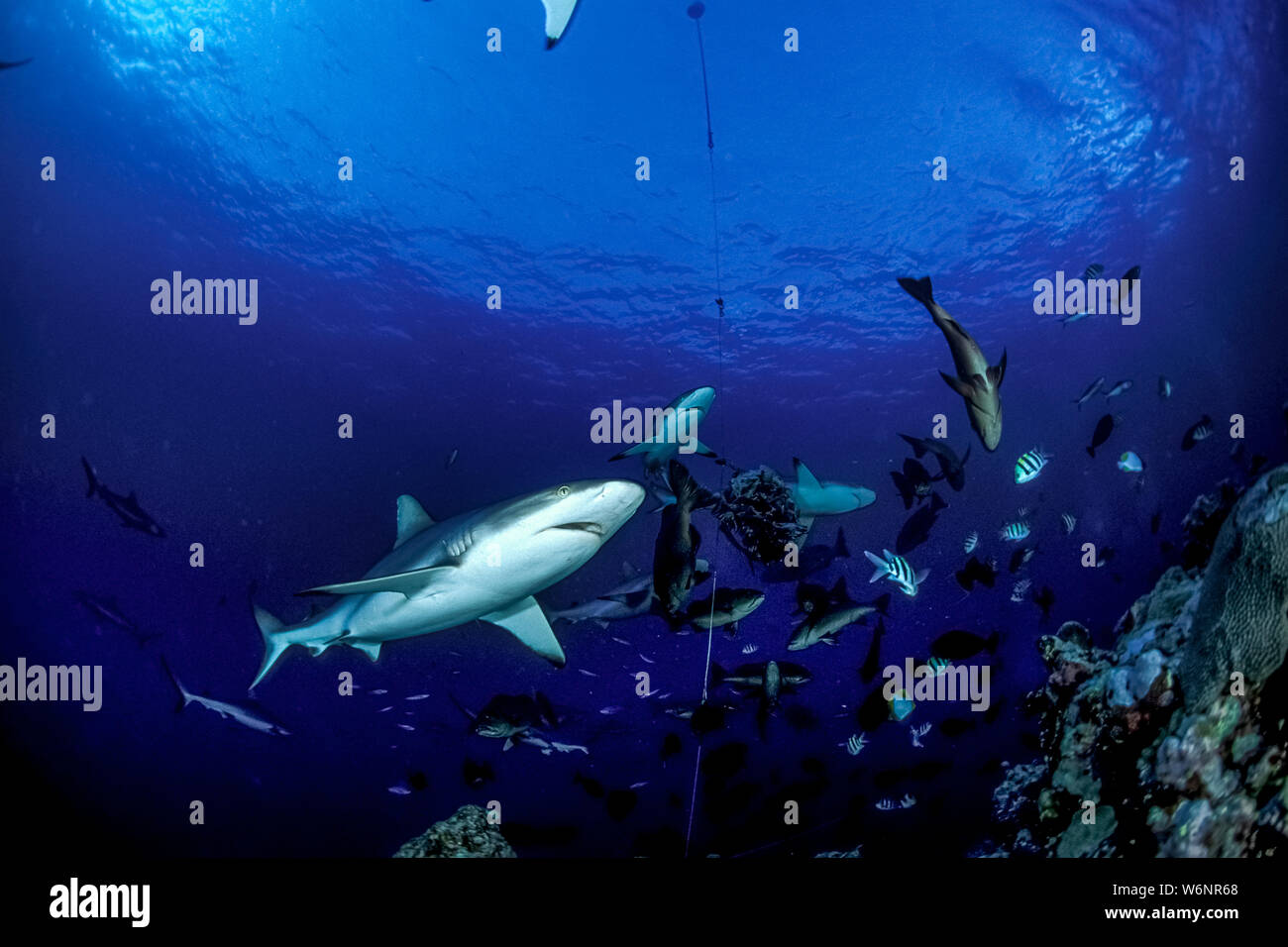 Micronesia Yap Island Shark Reef Stock Photo