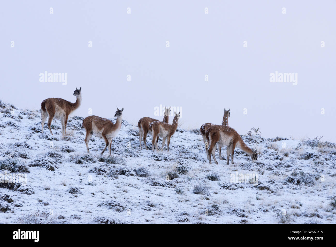 Of the torres hi-res stock photography and images - Page 9 - Alamy