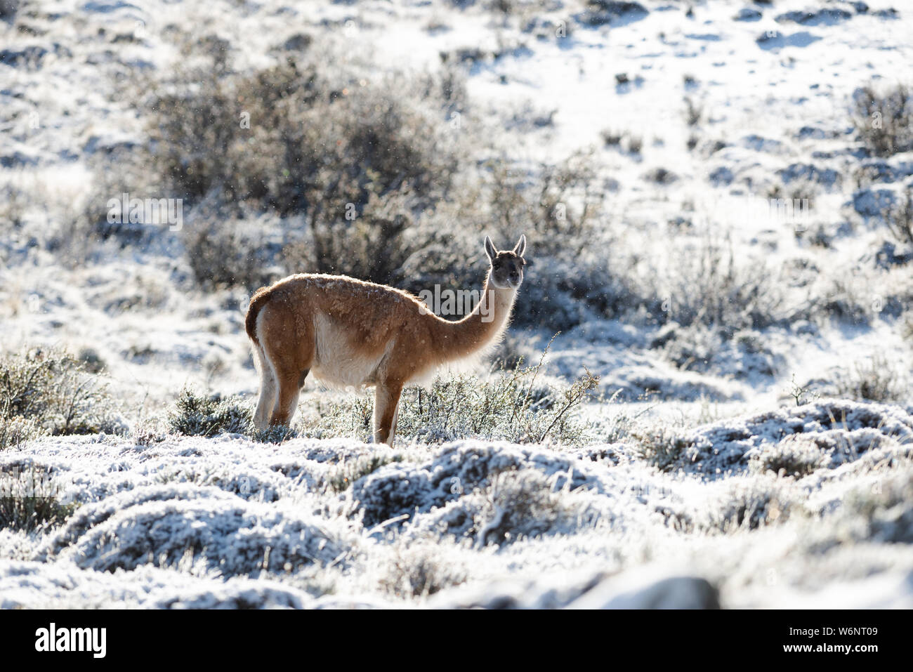 Guanaco during the winter in Torres del Paine National Park, Chile Stock Photo