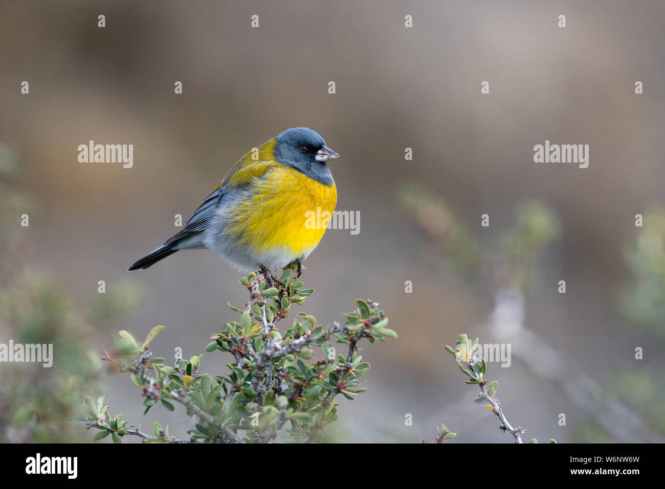 A Gray-hooded Sierra-Finch (Phrygillus gayi) in Torres del Paine National Park, Chile Stock Photo