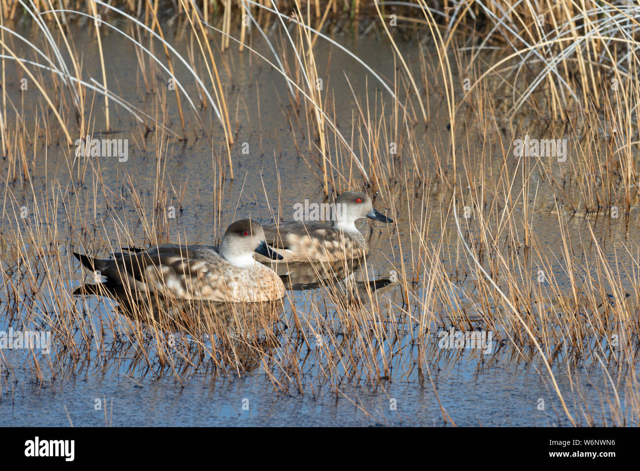 Crested Duck pair (Lophonetta specularioides) on Torres del Paine National Park, Chile Stock Photo