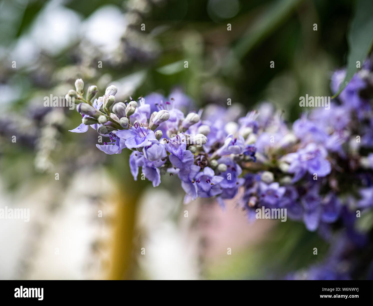A string of lilac chaste tree flowers, vitex angus-castus, bloom beside a walking path in central Japan. Stock Photo