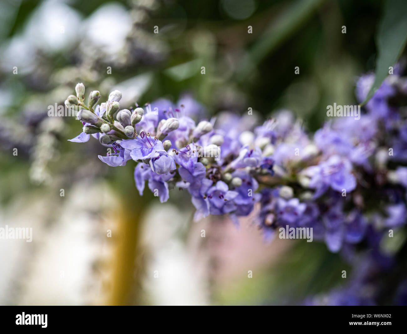 A string of lilac chaste tree flowers, vitex angus-castus, bloom beside a walking path in central Japan. Stock Photo