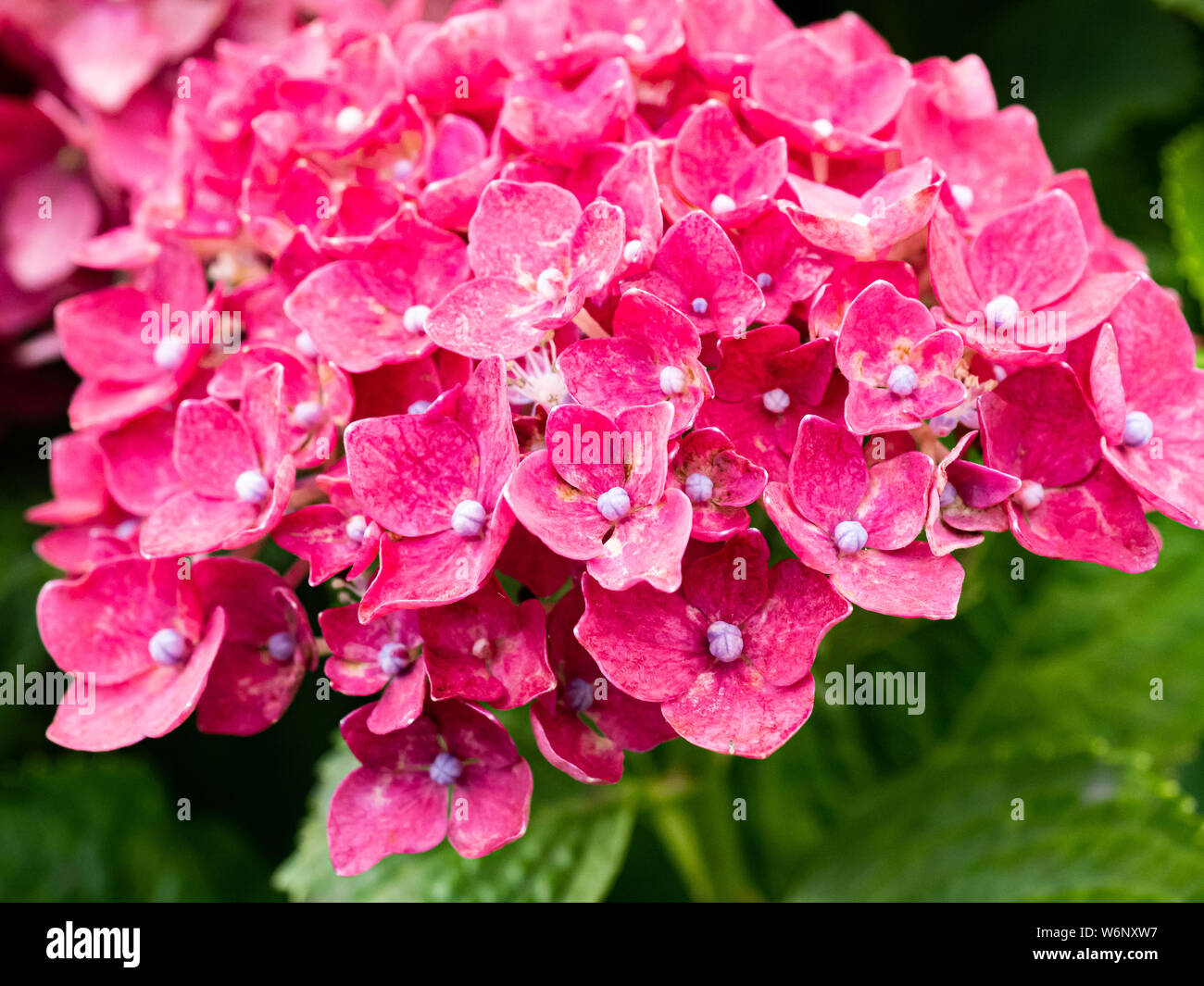 A cluster of red hydrangeas bloom beside a hiking path in central Japan. This bright clustered flowers are popular across Japan in the summer. Stock Photo