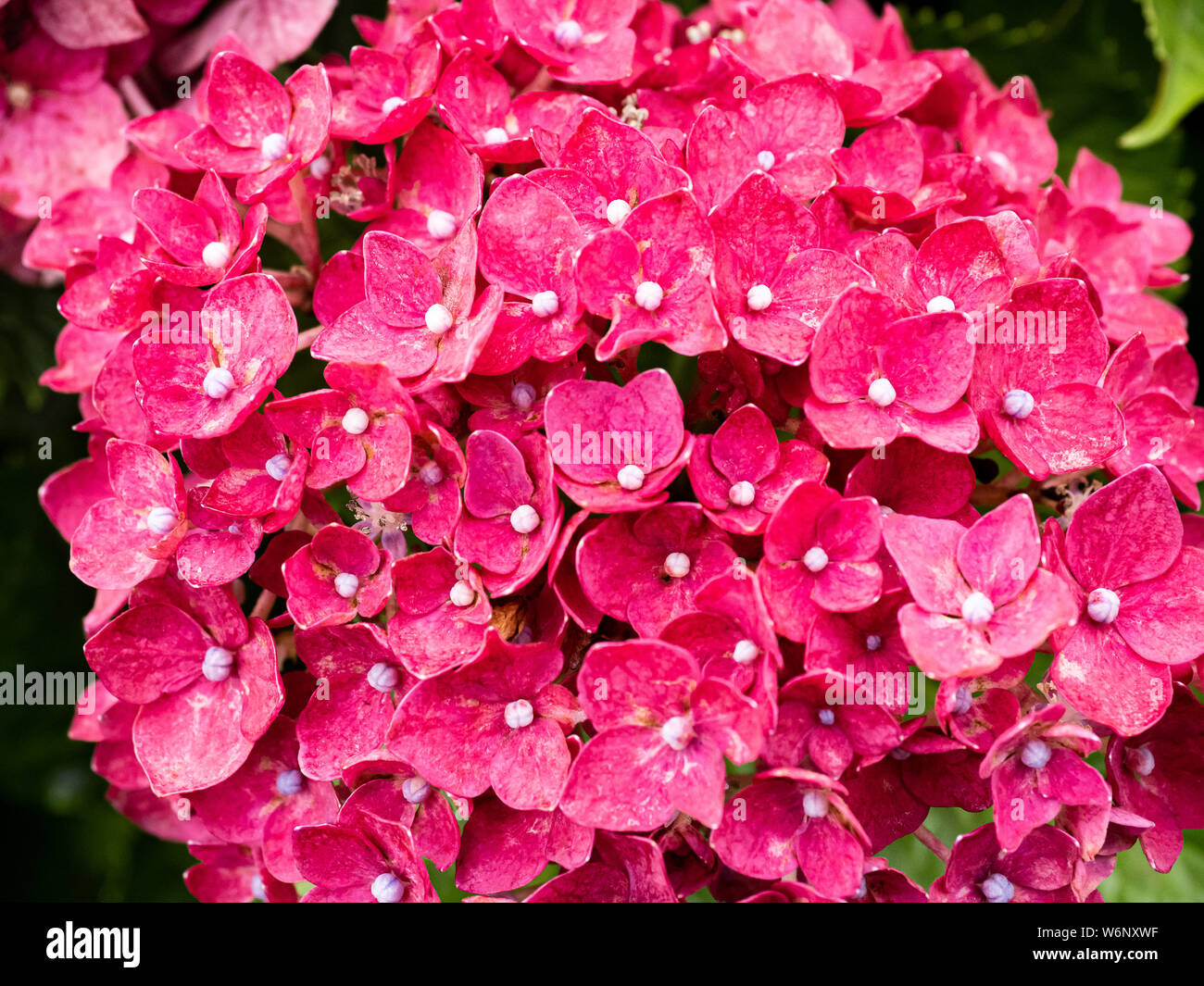 A cluster of red hydrangeas bloom beside a hiking path in central Japan. This bright clustered flowers are popular across Japan in the summer. Stock Photo