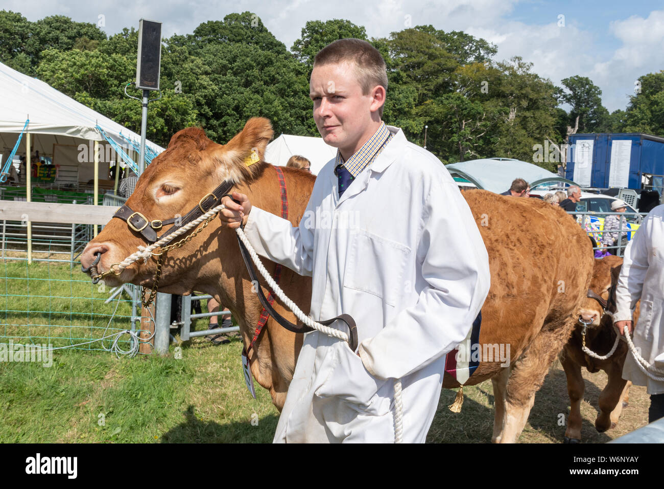 New Forest and Hampshire County Show 2019 - young man leading a bull into the showground ring for judging Stock Photo