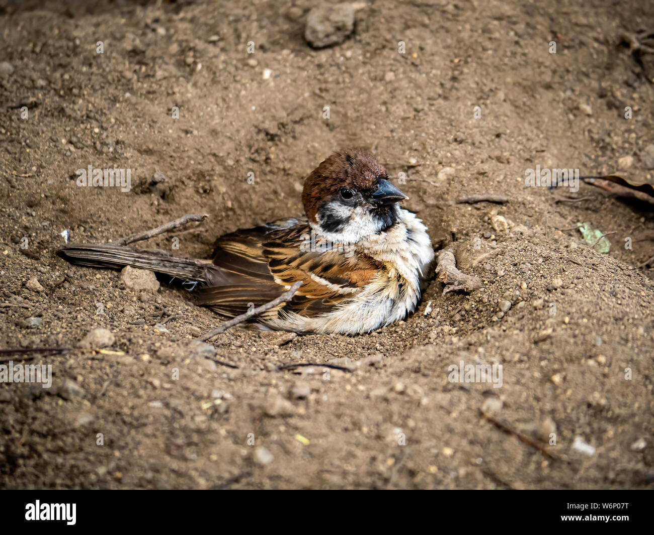 A Eurasian tree sparrow, passer montanus, digs in the dirt beneath a tree to cool off and dust
