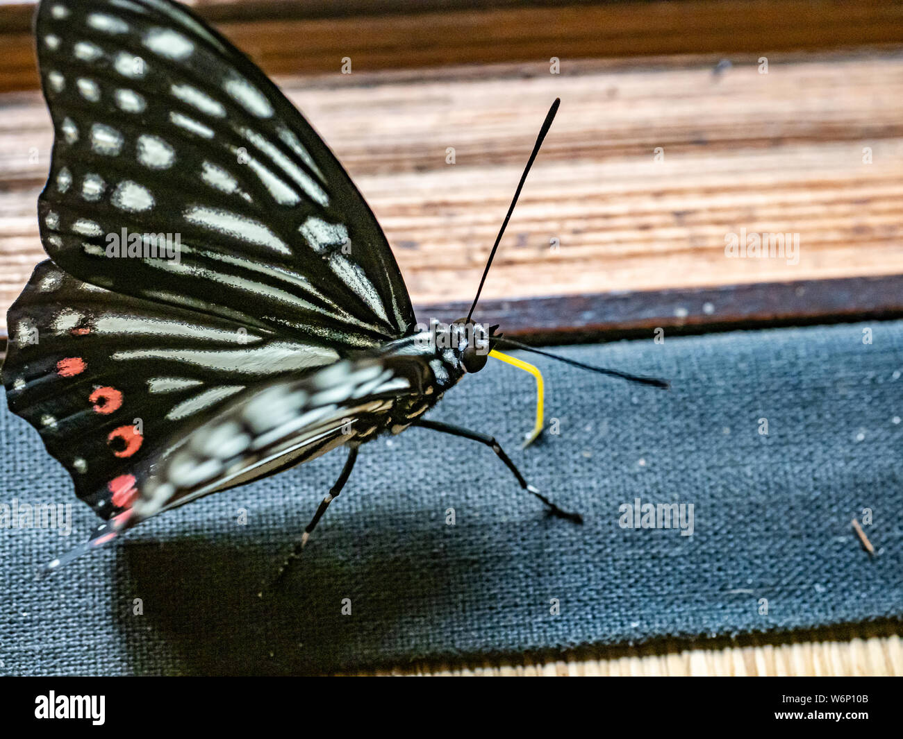A red ring skirt butterfly, hestina assimilis, rests on the edge of a tatami mat just inside an old Japanese farm house on a hot summer day. Stock Photo
