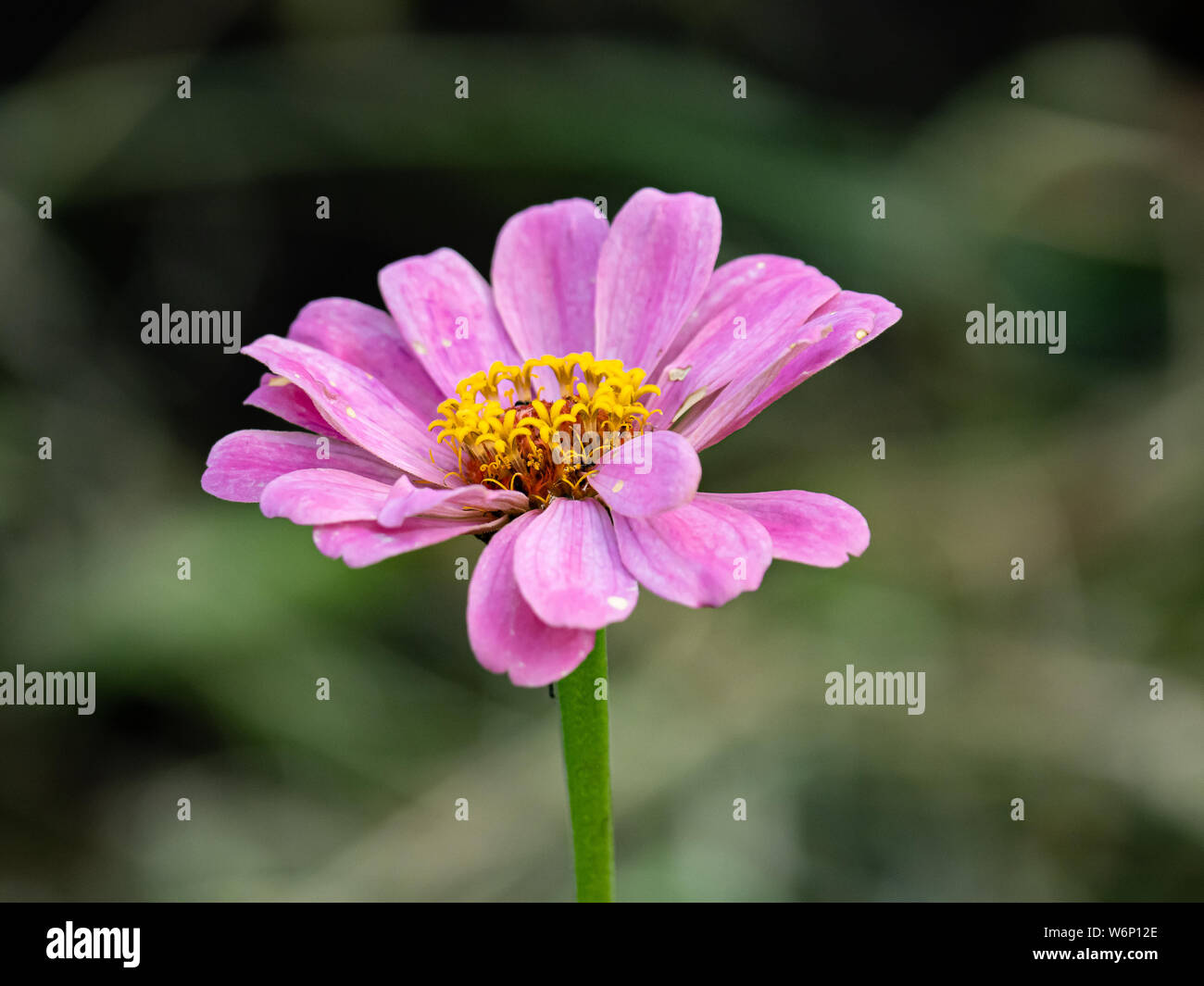 A pink zinnia flower blooms in a flower garden in Sagamihara, japan