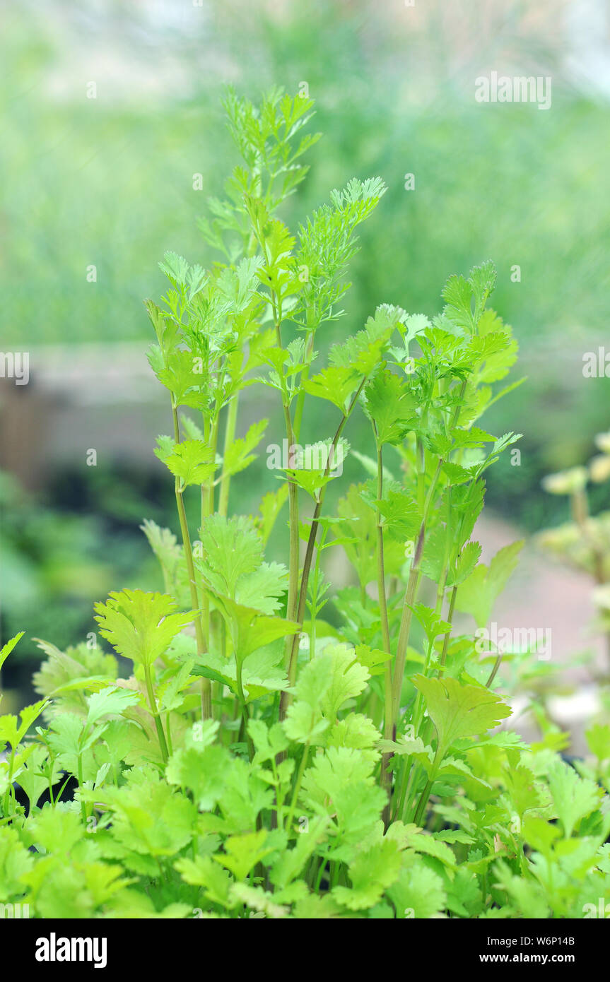 closeup Coriander (cilantro) trees in garden Stock Photo - Alamy