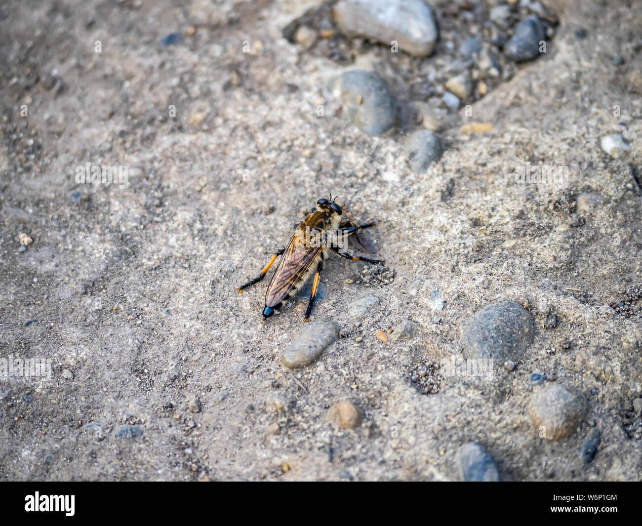A shioya-abu robber fly, Promachus yesonicus, rests on a rock beside a small Japanese pond. Stock Photo
