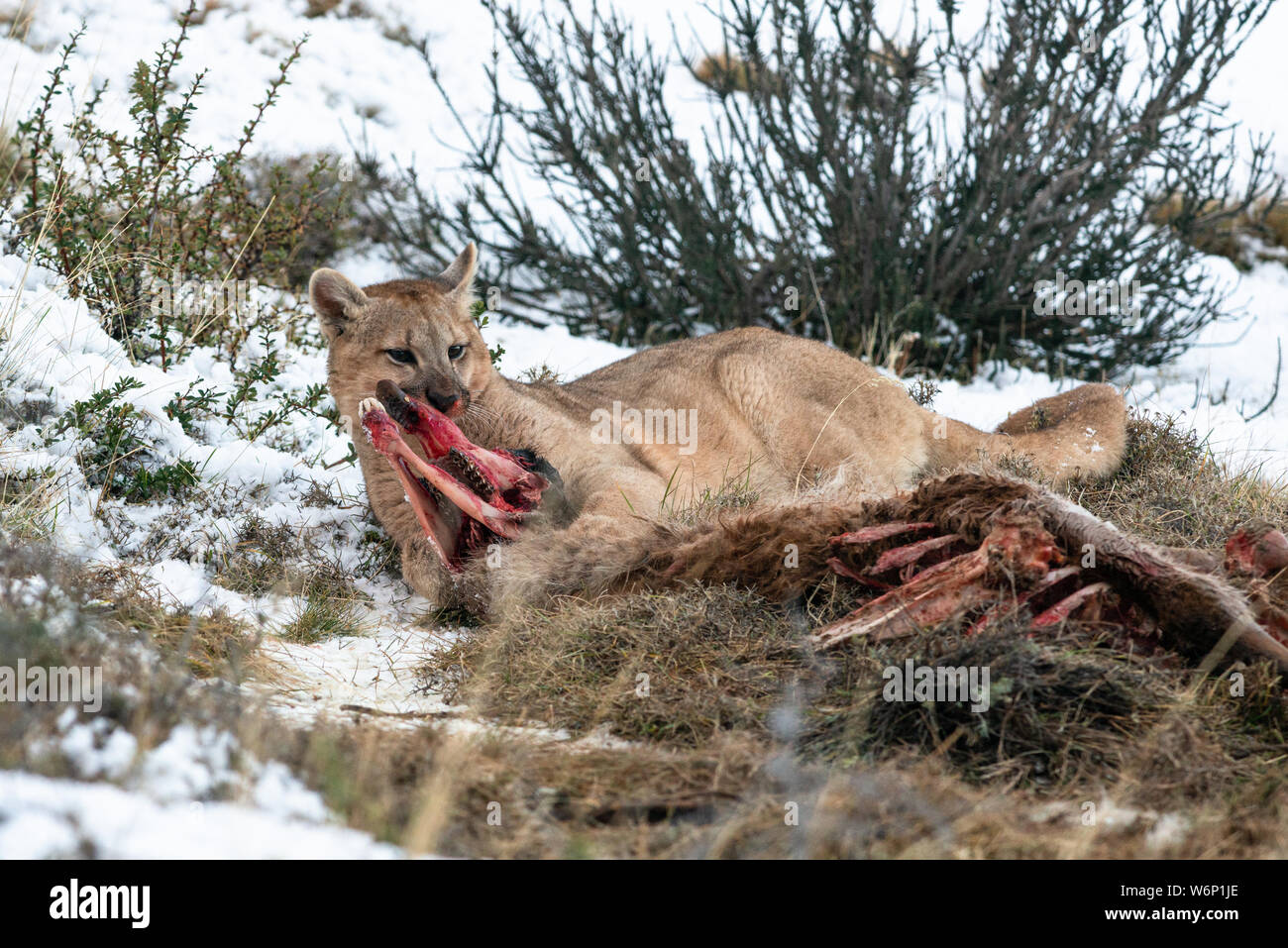 Puma cub eating a Guanaco in Torres del Paine National Park, Chile Stock Photo