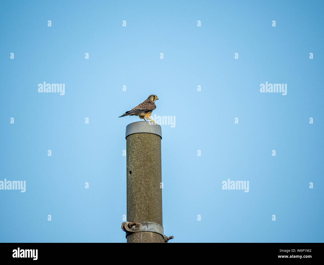 A Eurasian kestrel, Falco tinnunculus, perches with a fresh kill on top of a light pole in western Yokohama, Japan. Stock Photo