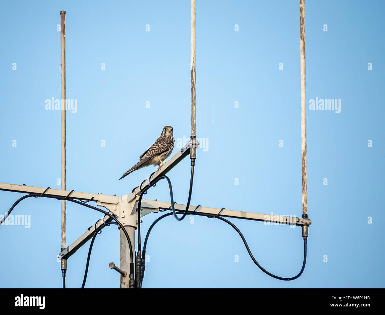 A Eurasian kestrel, Falco tinnunculus, perches with a fresh kill on top of an antenna in western Yokohama, Japan. Stock Photo