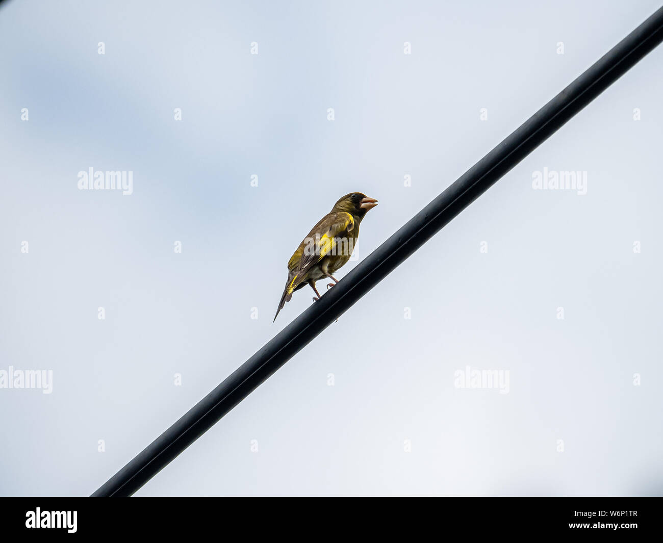 An oriental greenfinch, also called a Grey-capped greenfinch or Chloris sinica, perches on a power line in a Japanese apartment complex. Stock Photo