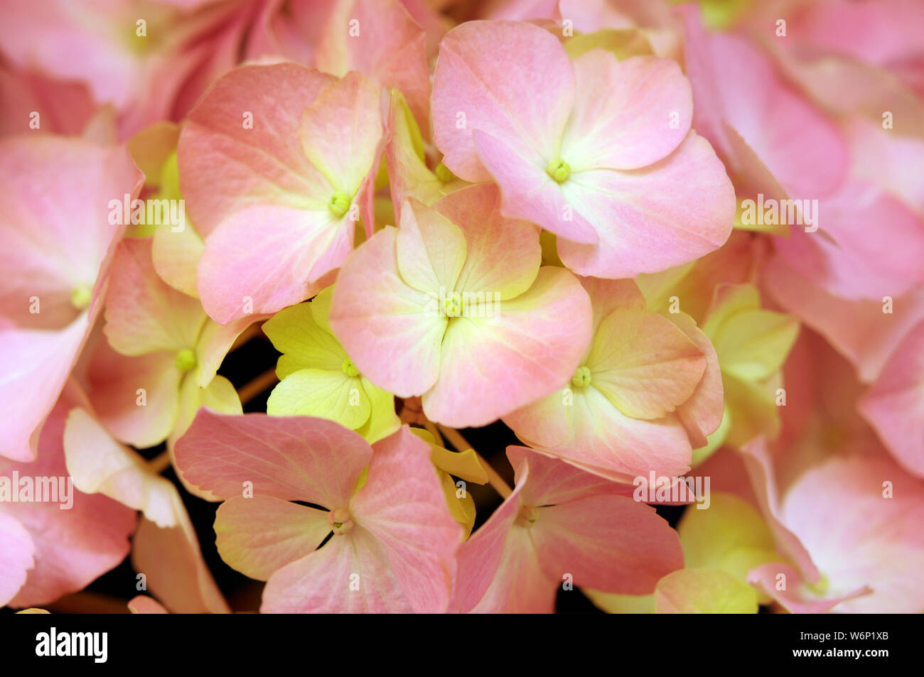 close up of orange Hydrangea for background and texture use Stock Photo