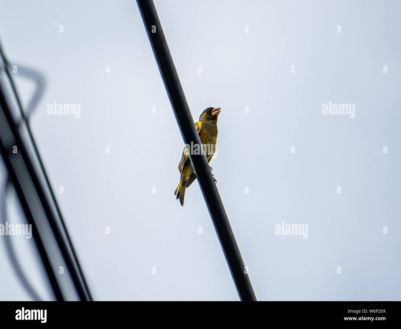 An oriental greenfinch, also called a Grey-capped greenfinch or Chloris sinica, perches on a power line in a Japanese apartment complex. Stock Photo