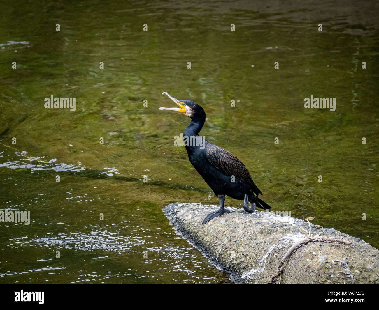 A Japanese Cormorant Phalacrocorax Capillatus Rests On A Chunk Of
