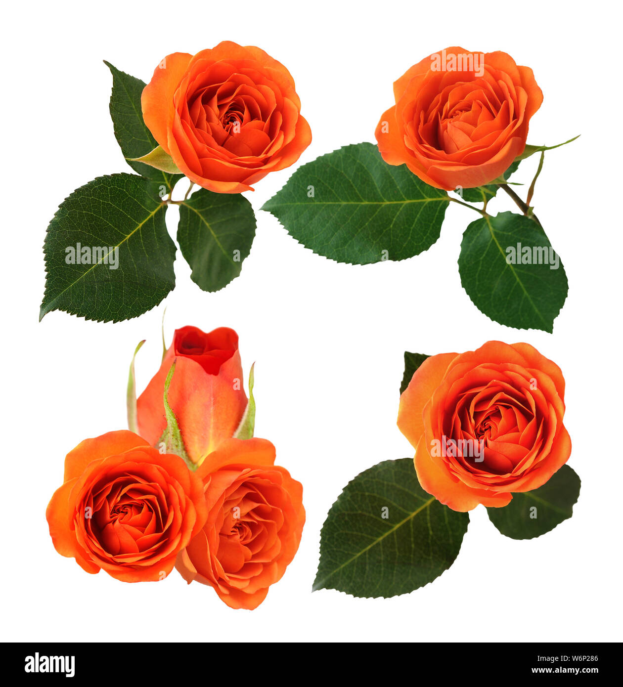 single orange rose isolated on white background Stock Photo - Alamy