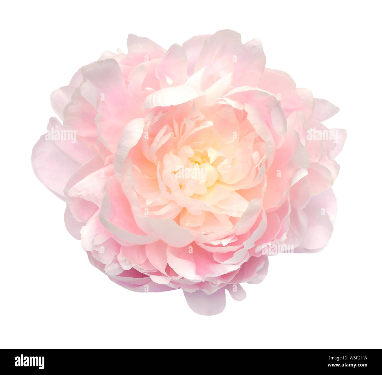 beautiful peony flower isolated on white background Stock Photo - Alamy