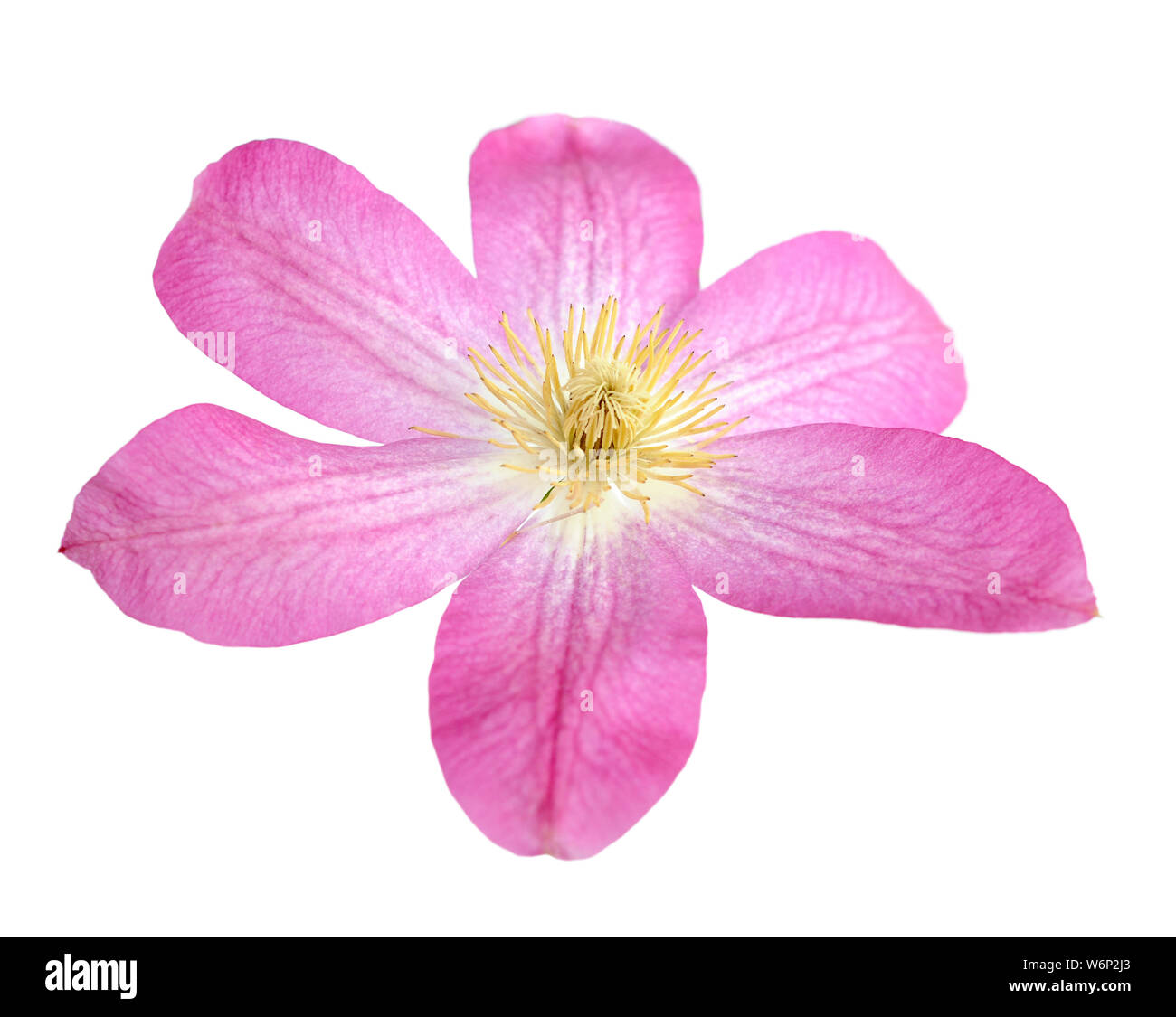 Beautiful blossoming lavender closeup Cut Out Stock Images & Pictures ...