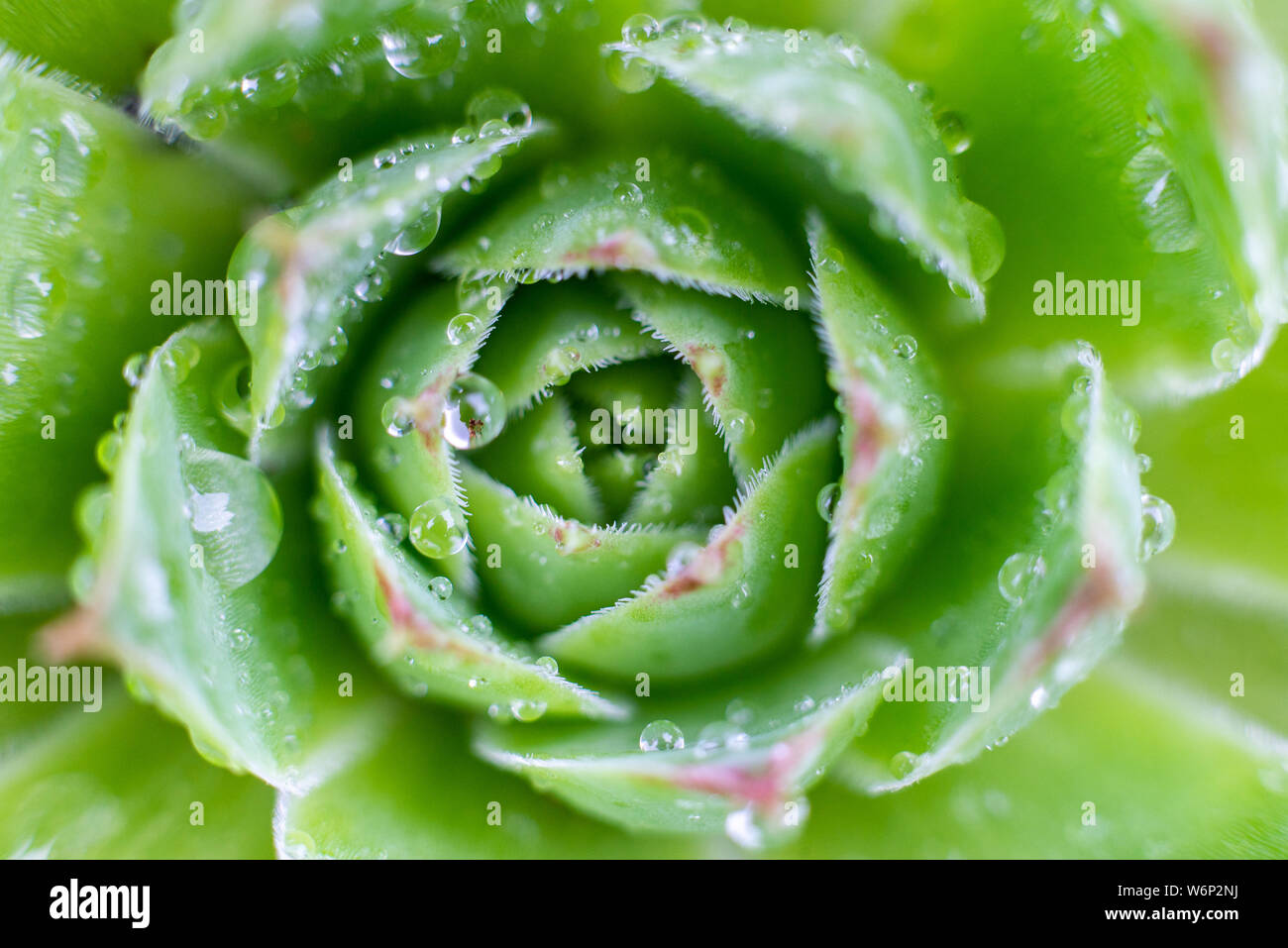 Top view of broadleaf stonecrop leaves with rain, dew drops. Latin name - Sedum Pachyclados. Stock Photo