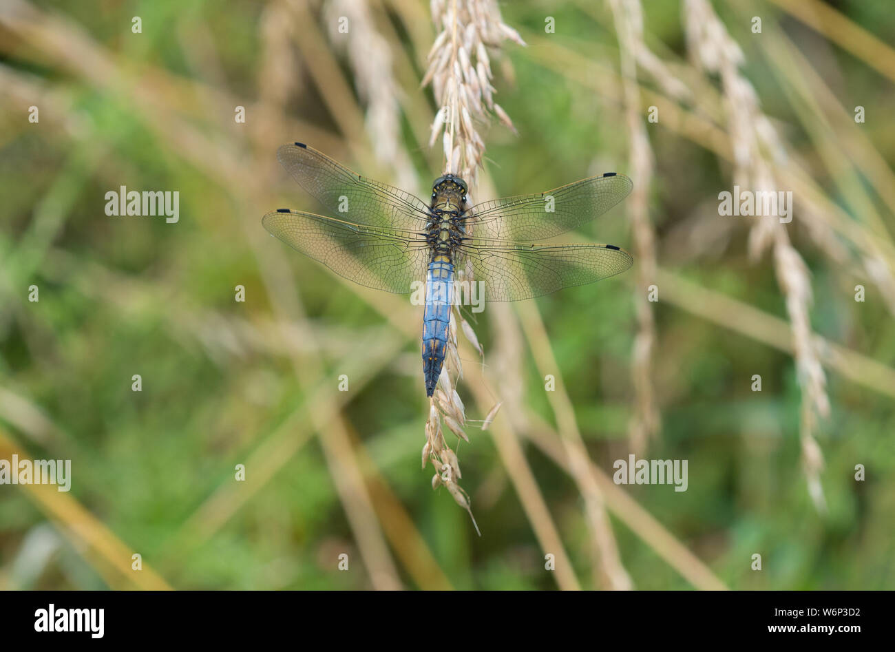 British dragonflies hi-res stock photography and images - Alamy