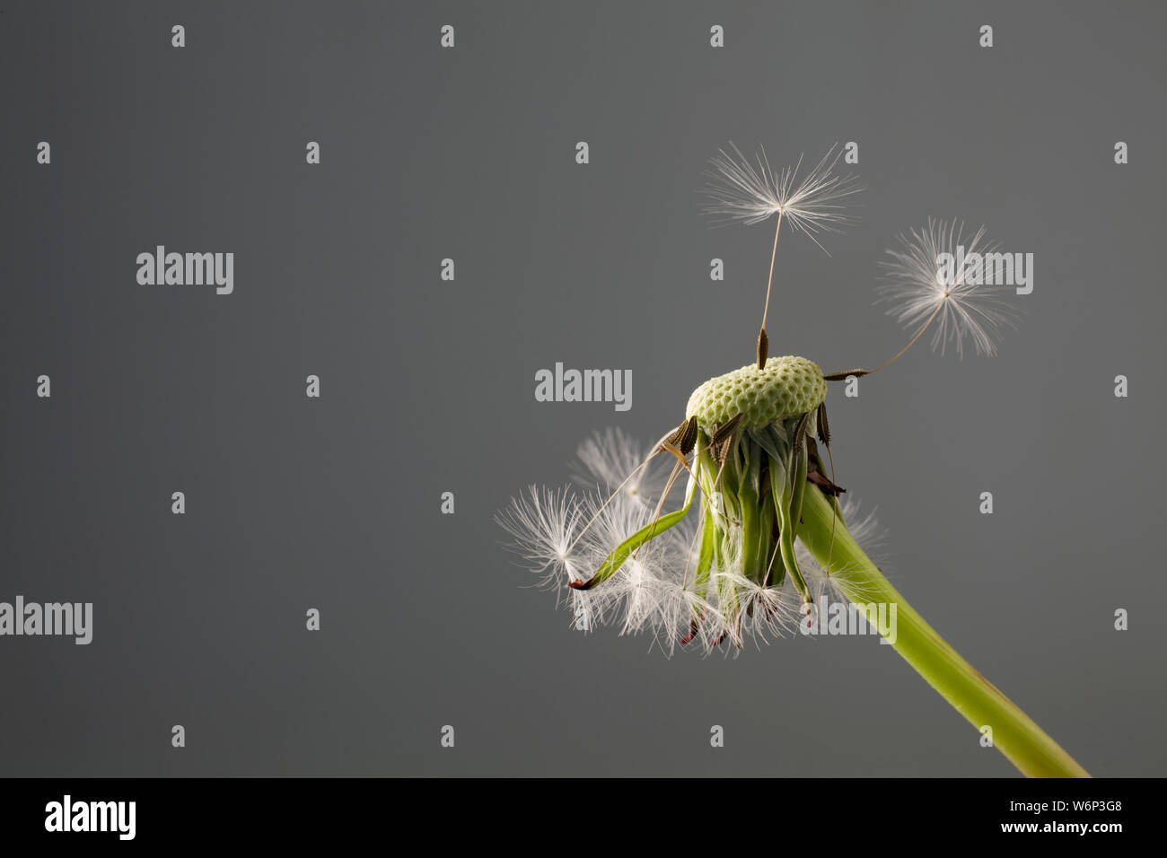 Dandelion seed heads in studio Stock Photo