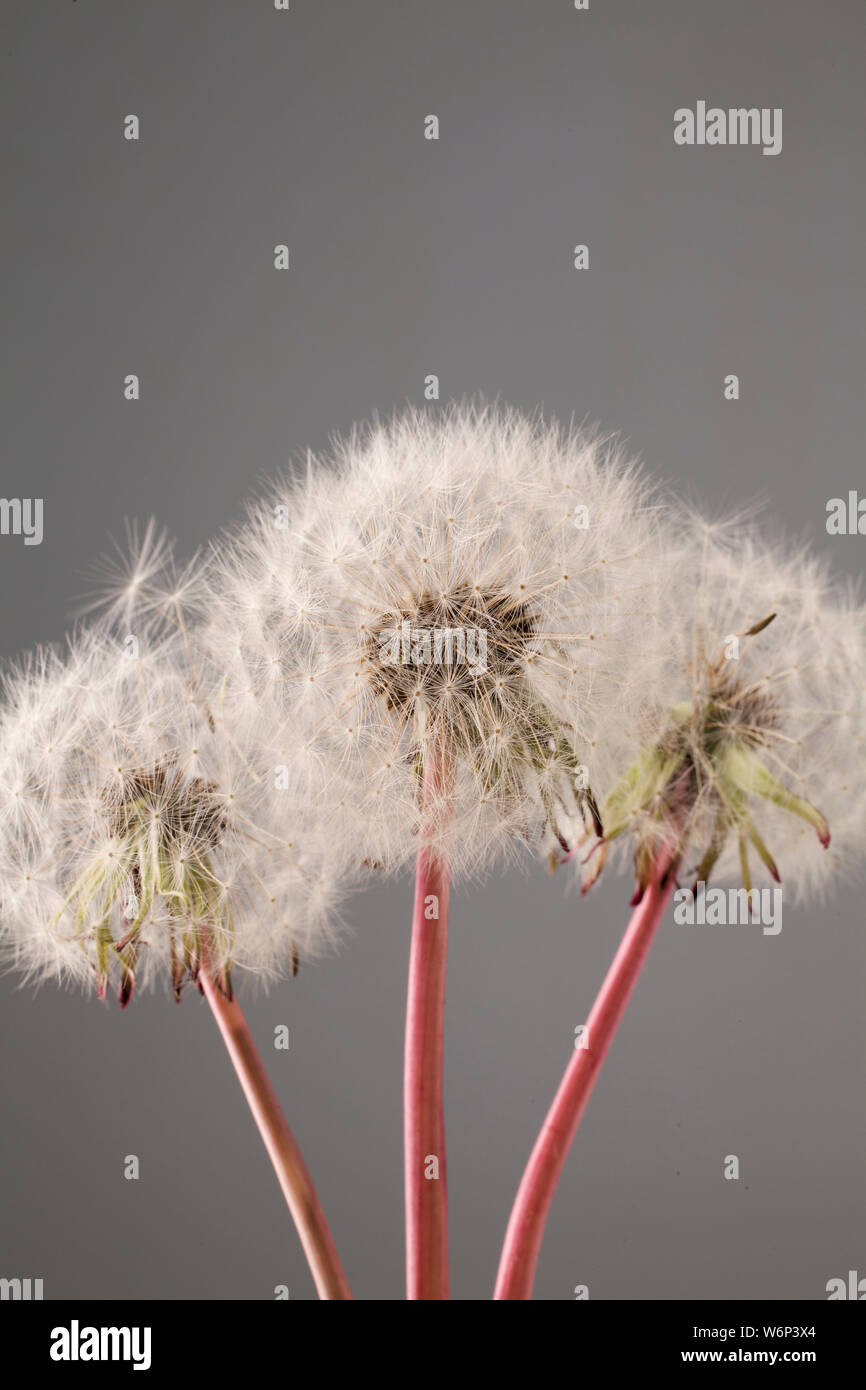 Dandelion seed heads in studio Stock Photo