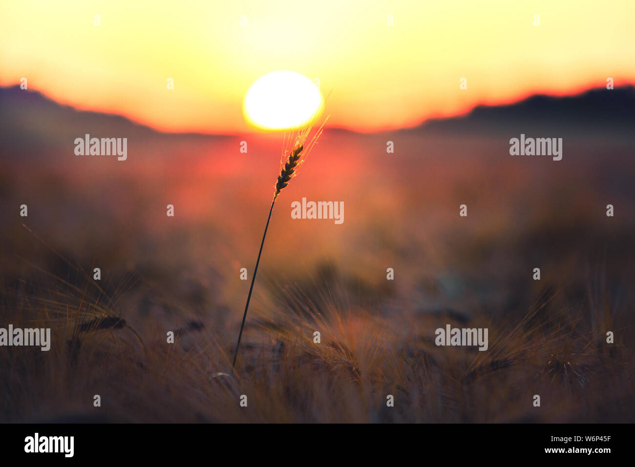 Sunset wheat field in Hungary. Ears of golden wheat close up ...