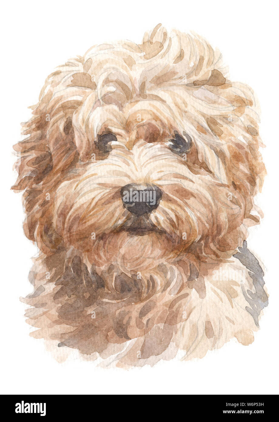 Water colour painting, doggy style, light brown shag, Havanese varieties  047 Stock Photo - Alamy