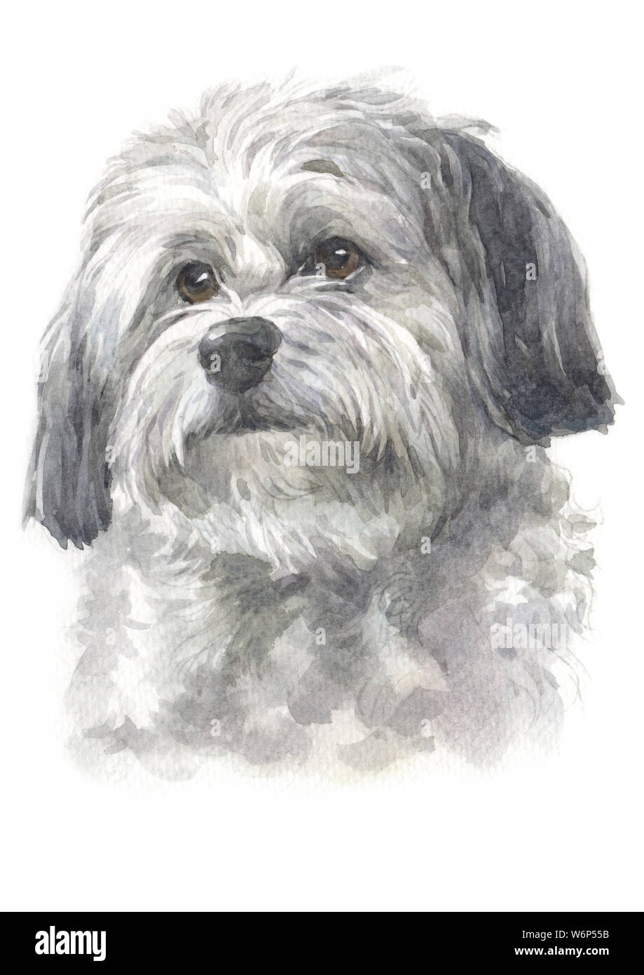 Water Colour Painting Long Haired Dog White Gray Fur Havanese