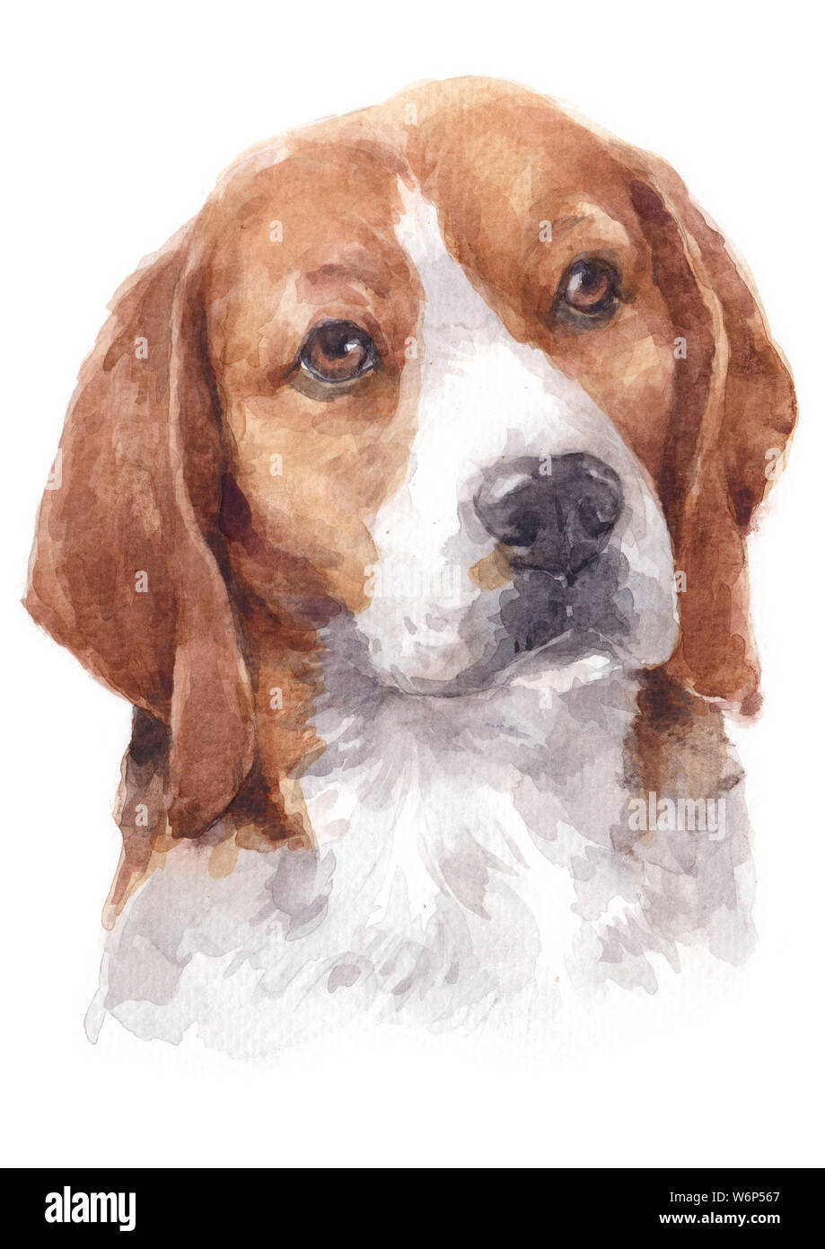 Water colour painting of Beagle dog 055 Stock Photo